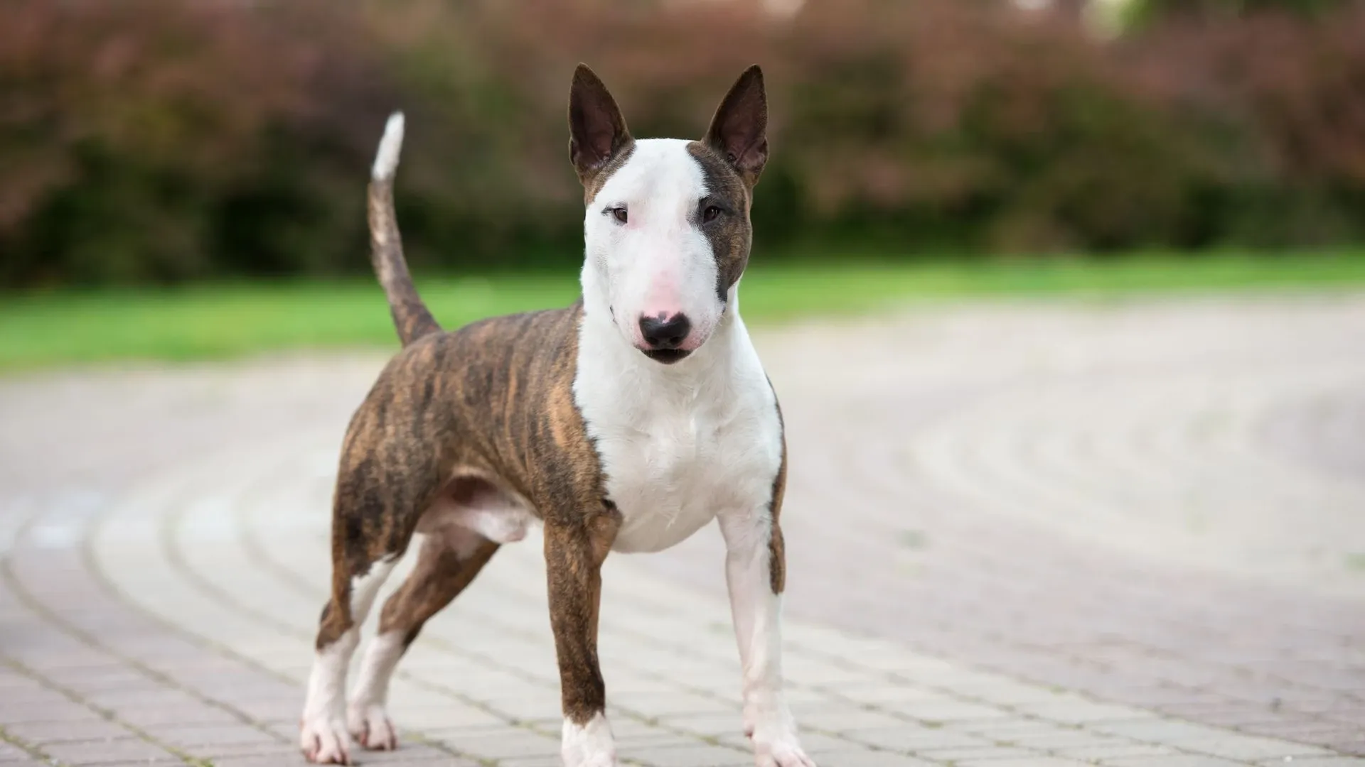 Bull Terrier